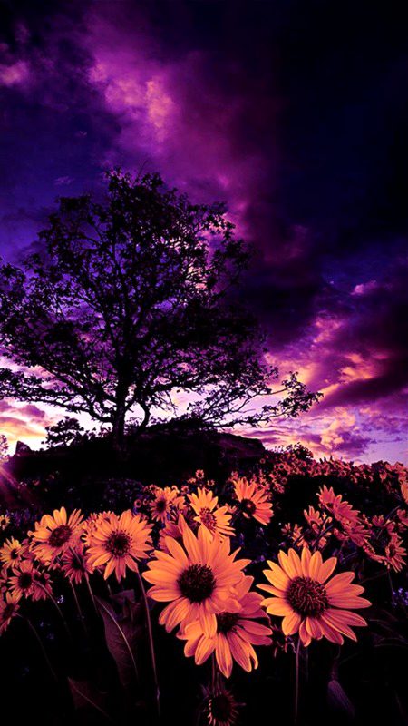 Beautiful Nature image