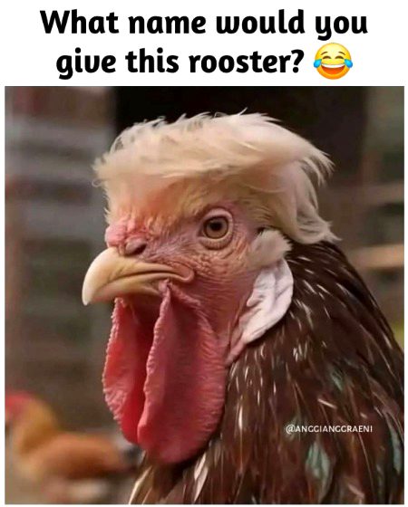 Memes & Satire image