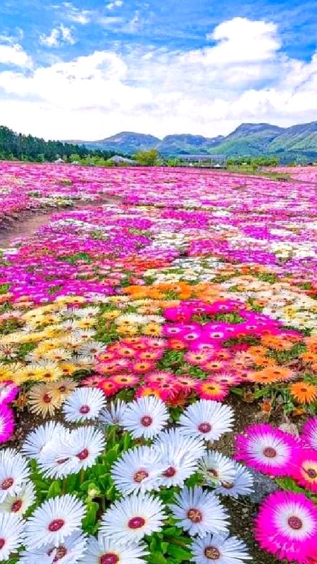 Beautiful Nature image