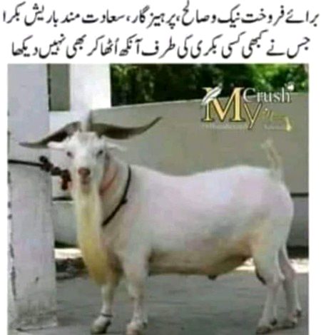 Memes & Satire image