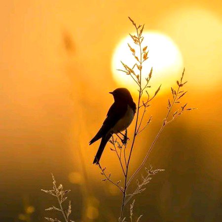 Beautiful Nature image