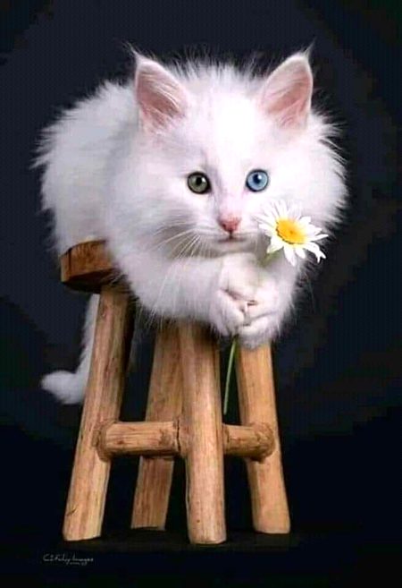 Beautiful Nature image