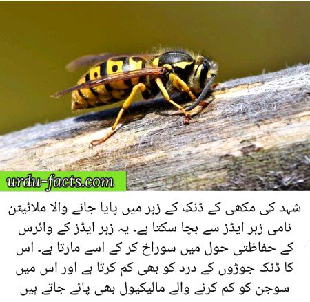 Damadam.Pk