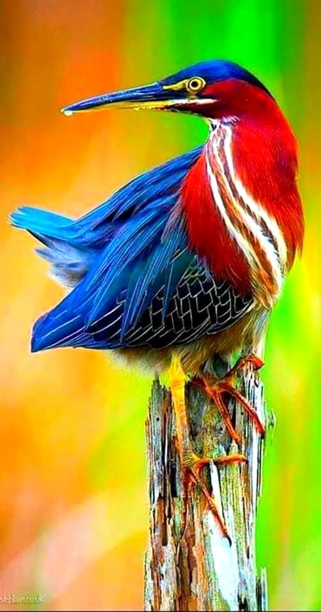 Beautiful Nature image