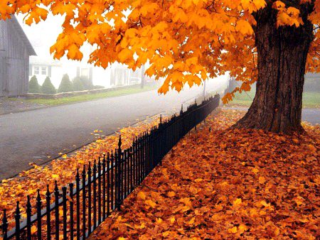 Beautiful Nature image