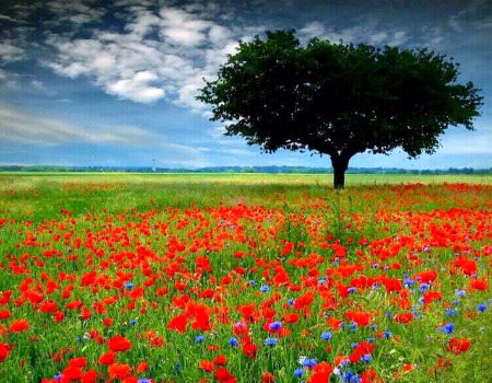 Beautiful Nature image