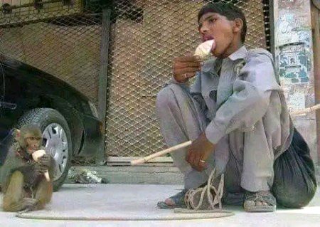 میں نے اس تصویر کو پہلی بار دیکھا تو 
روایتی انداز میں نظر انداز کر دیا۰۰۰۰
تھوڑی دیر بعد خیال آیا کہ یہ تصویر اتنی آسانی سے نظر انداز کیے جانے 
کے قابل تو نہ تھی
درد ___ حقوق ___ محبت ___ لمحہ فکریہ …!!
چند روپے کمانے والا یہ مفلوک الحال بچہ ان ارب پتیوں سے ہزار درجہ بہتر ہے
جو فائیو اسٹار ہوٹلوں میں کھانا کھانے جاتے ہیں . تو ان کے بھوکے ملازمین منہ دوسری جانب کیے اُن کے مٹکے جیسے پیٹ بھرنے کا انتظار کرتے ہیں اور اس دوران ان کی پلیٹوں سے اٹھنے والی اشتہا انگیز خوشبوئیں اُن کے کمر سے لگے پیٹوں پر ستم ڈھاتی ہیں
اس بچے کو کم از کم اپنے اس بے زبان ملازم بندر کا احساس تو ہے ✍️❤️😍