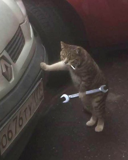 Even this cat has some job .. and me jobless.. berozgar 🥺