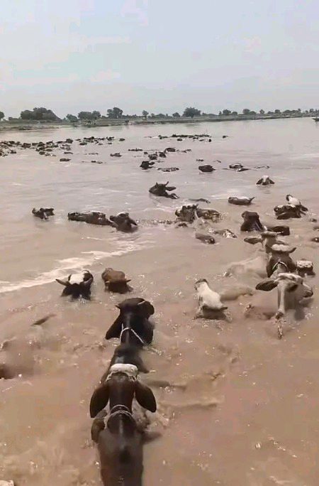 ضروری اعلان
میرے ہم وطنوں دوران سیلاب دریاؤں 
ندیوں میں پکڑا گیا مال مویشی یا ضروری سامان آپ کے پاس متاثرین کی امانت ہے۔
🤲🏼مال غنیمت نہیں 🚫
#flood
سیلاب اتنی تباہی نہیں کرے گا جتنی تباہی بے ایمانی اور سیلاب زدہ لوگوں کے گھروں میں چوریاں کریں گی پلیز
مصیبت میں مصیبت نا بننا
*اپ کچھ نہیں کر سکتے تو بس یہ پیغام عام کر دیں*