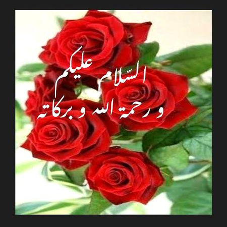 Asslam O Alikum to All sweet dd family 🌹