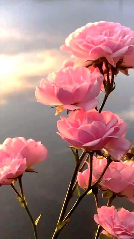 Beautiful Nature image