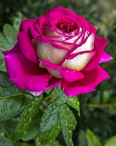 Beautiful Nature image