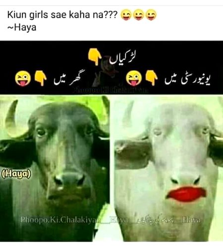 Memes & Satire image