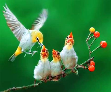 Beautiful Nature image