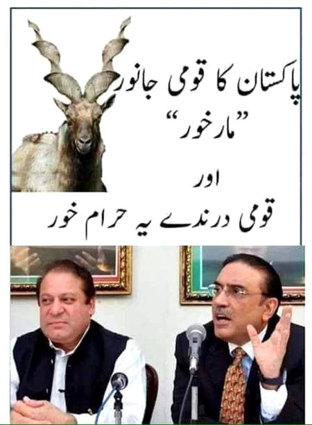Memes & Satire image
