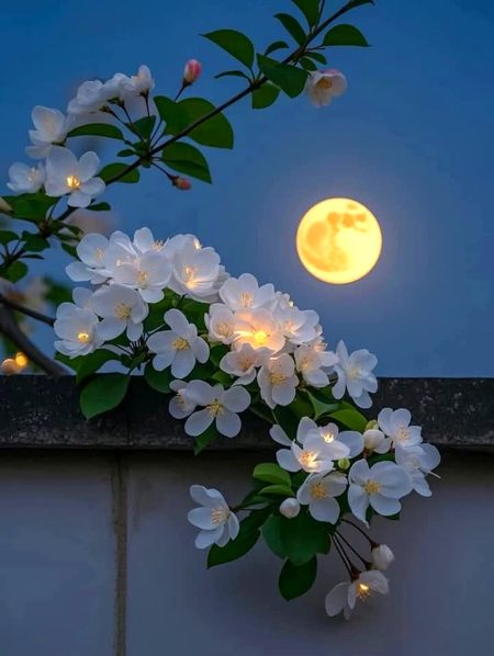 لفظ میری پہچان بنیں تو بہتر ہے...!!!
چہرے کا کیا ہےوہ تومیرےساتھ چلا جائے گا