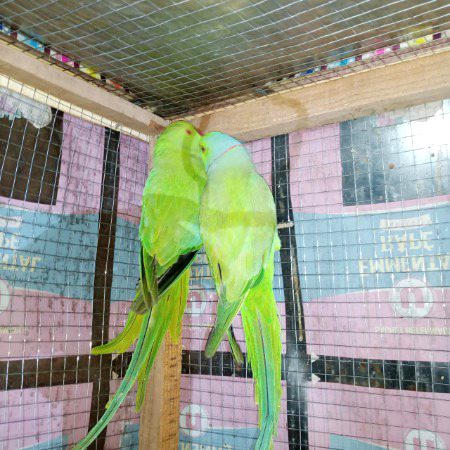 My cute parrots, kaisay hain? .n1