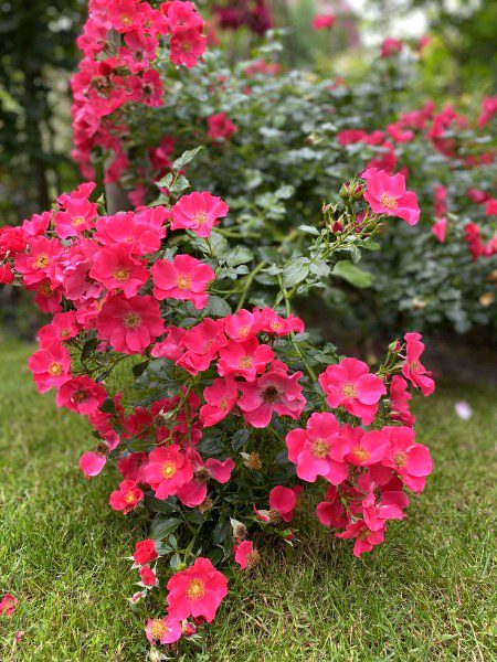 Beautiful Nature image