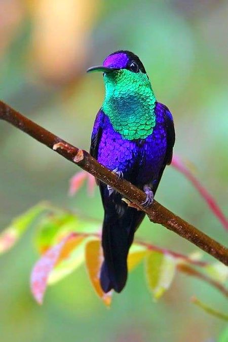 Beautiful Nature image