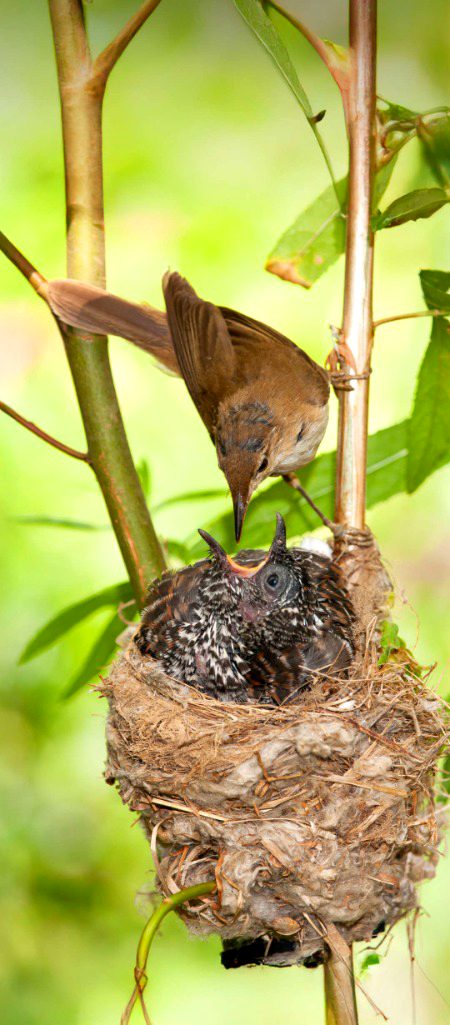 Beautiful Nature image