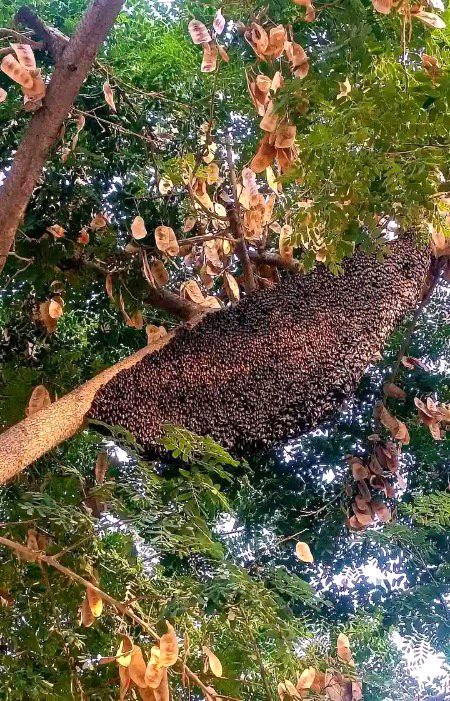 چھوڑ    کر    محبوب    پر    شہد    کی    مکھیاں    "
ہم  نے   رقص   یار   دیکھا   اور   بار    بار    دیکھا  "