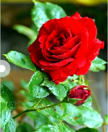 Its for you πππ. Nahy Nikal Sakty π Yahan Sy