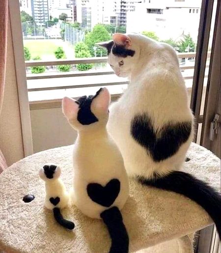 Love kitty😻🙀😺