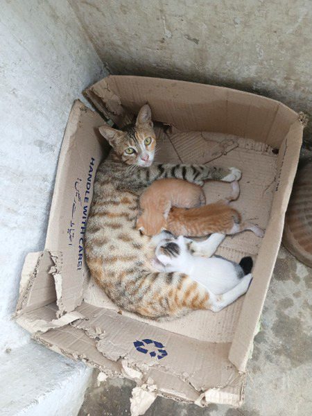 Beautiful Nature image