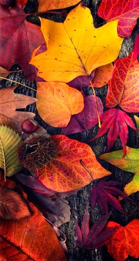 Beautiful Nature image