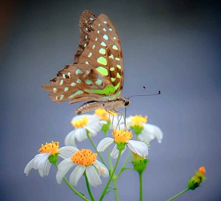 Beautiful Nature image