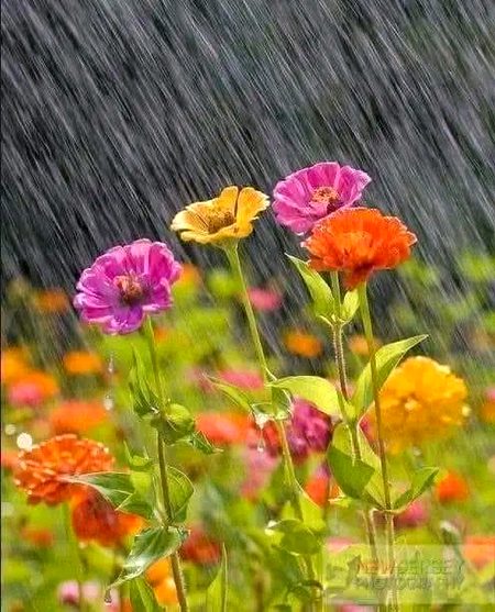 زبان کا سنا دنیا سنتی اور دل کا سنا اللّٰہ ۔
🤍