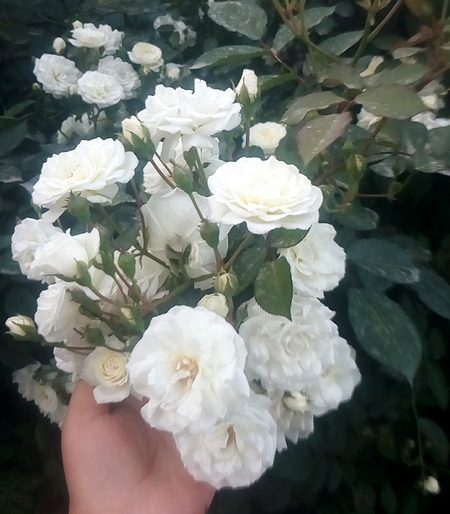 Beautiful Nature image