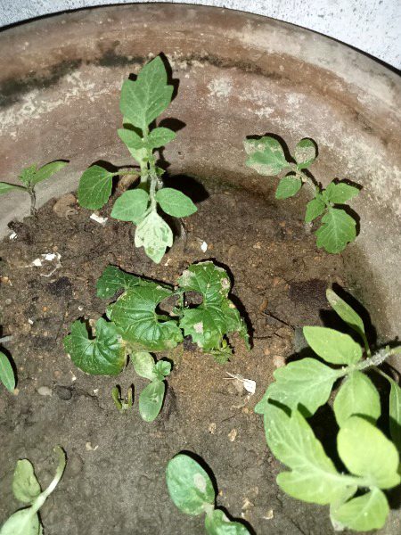 Es pode ka name btao