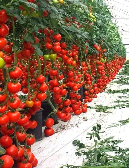 Beautiful Nature image