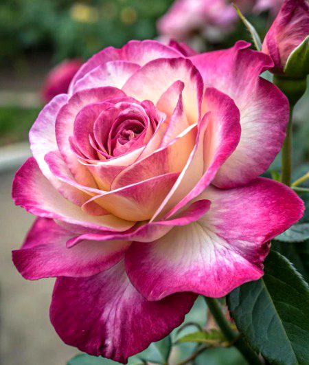 Beautiful Nature image