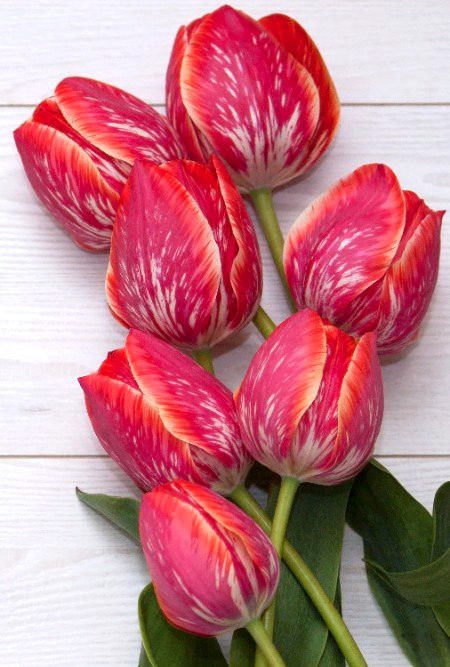 🌷🌟🌺🌠💗✨🌟🌸