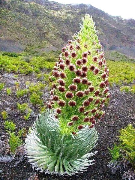 Beautiful Nature image
