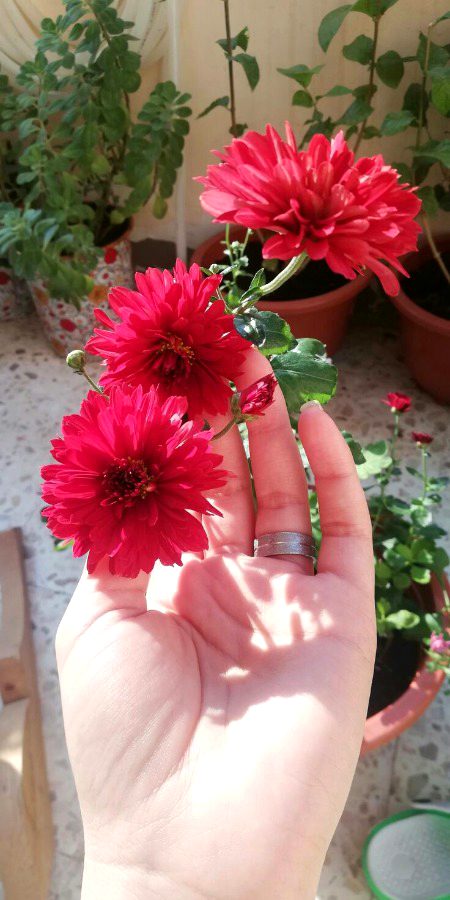 Beautiful Nature image