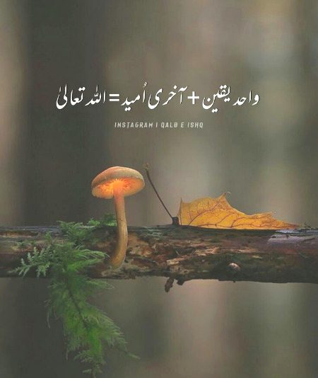 Islamic Quotes image