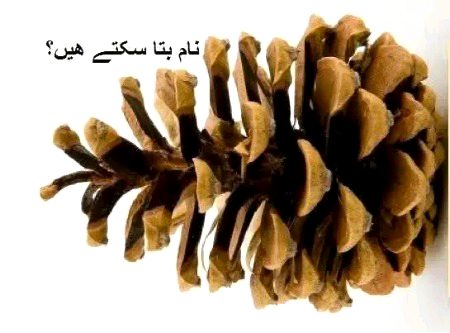 اوردو اور پہاڑی میں نام بتایا جاے جی