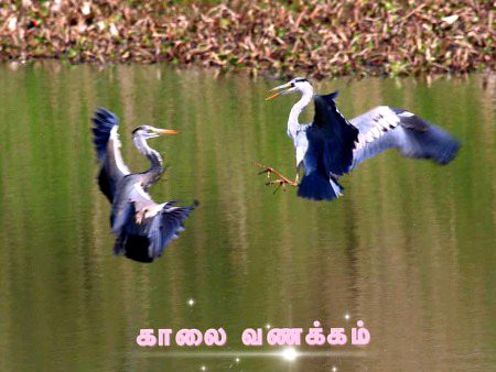 Beautiful Nature image