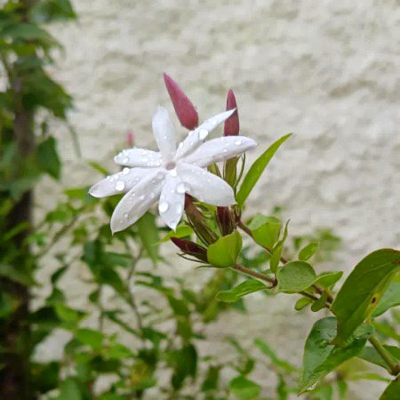 پوچھا گیا کہ 
 محبت میں مصیبت کیوں آتی ہےفرمایا گیا 
 تاکہ ہر کم ظرف اس کا دعویٰ نہ کرے.🖤🌸