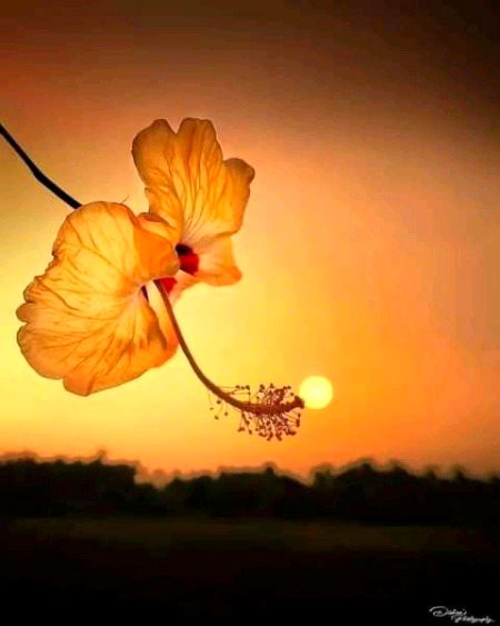 Beautiful Nature image