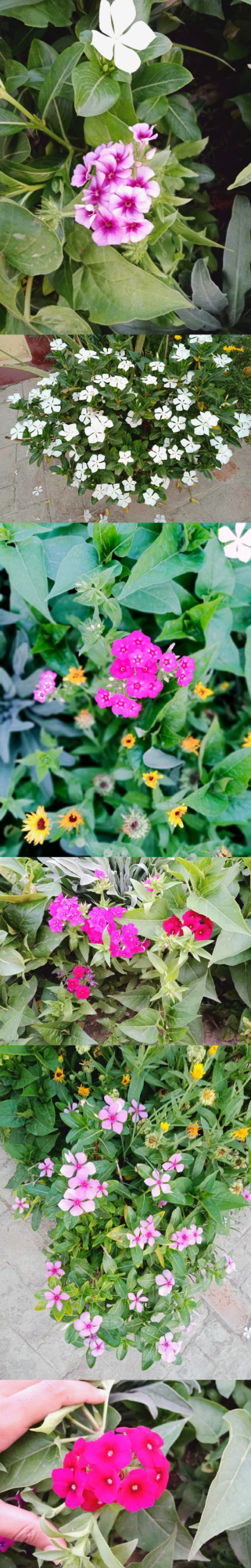 Beautiful Nature image