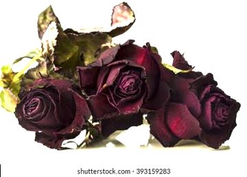 Beautiful Nature image