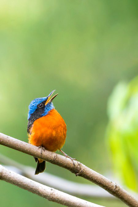 Blue capped Rock Thrush in Manshi wildlife sanctuary, KPK 🇵🇰