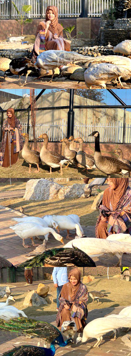 Pakistani Celebs image