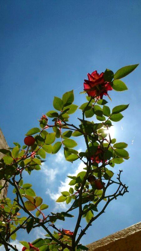 Beautiful Nature image