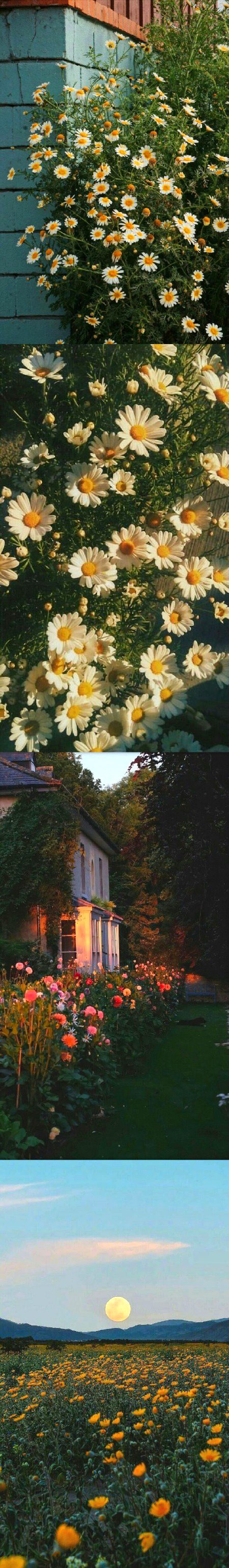 Beautiful Nature image