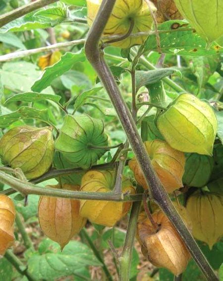 Beautiful Nature image